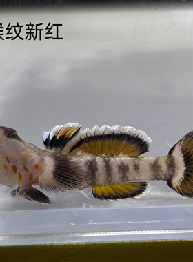 喉纹新红 小型虾虎好养不容易生病易夸式不加温原生鱼