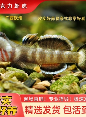 巧克力虾虎 小型虾虎好养不容易生病易夸式不加温原生鱼