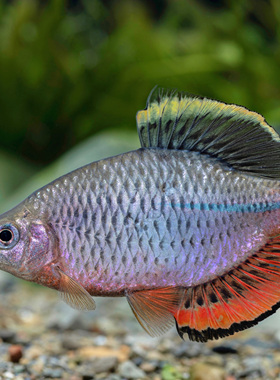 福州齐式福齐鳑鲏小型稀有观赏鱼原生冷水鱼