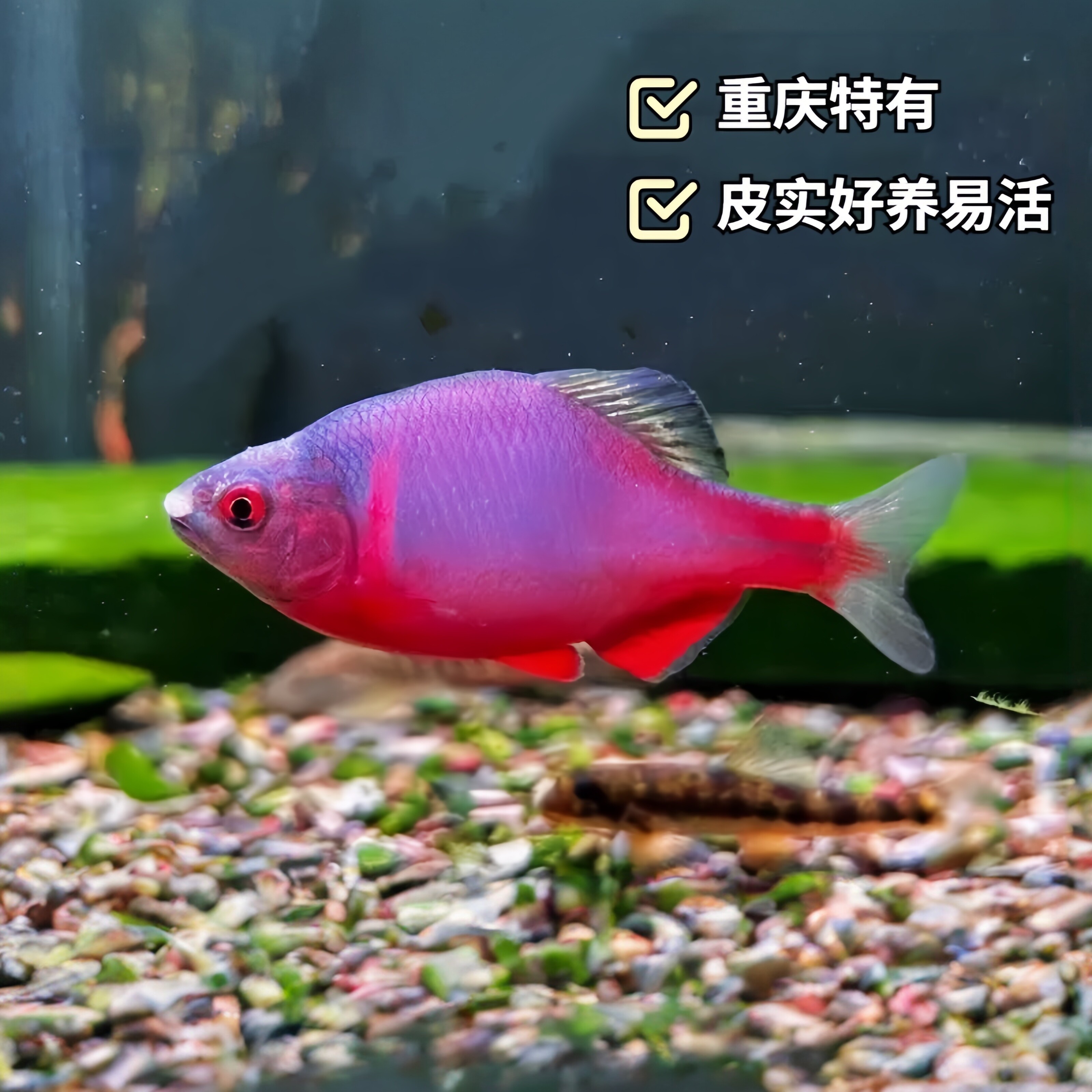火山鳑鲏原生鱼小型原生冷水观赏鱼不加温皮实好养