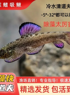 特价除藻工具鱼 冷水清道夫原生鱼吸鳅爬岩鳅琵琶鱼鱼缸清洁鱼