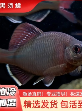 黑须鱊 小型冷水鱼不加温皮实好养旁皮鱼原生鱼冷水鱼除藻