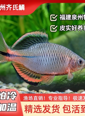 泉州齐式鳑鲏鱼泉齐冷水不加温皮实小型观赏鱼溪流原生鱼冷水鱼