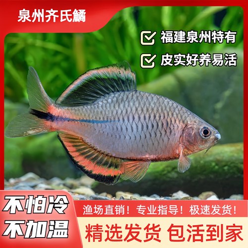 冷水鱼原生鱼公鱼淡水鱼