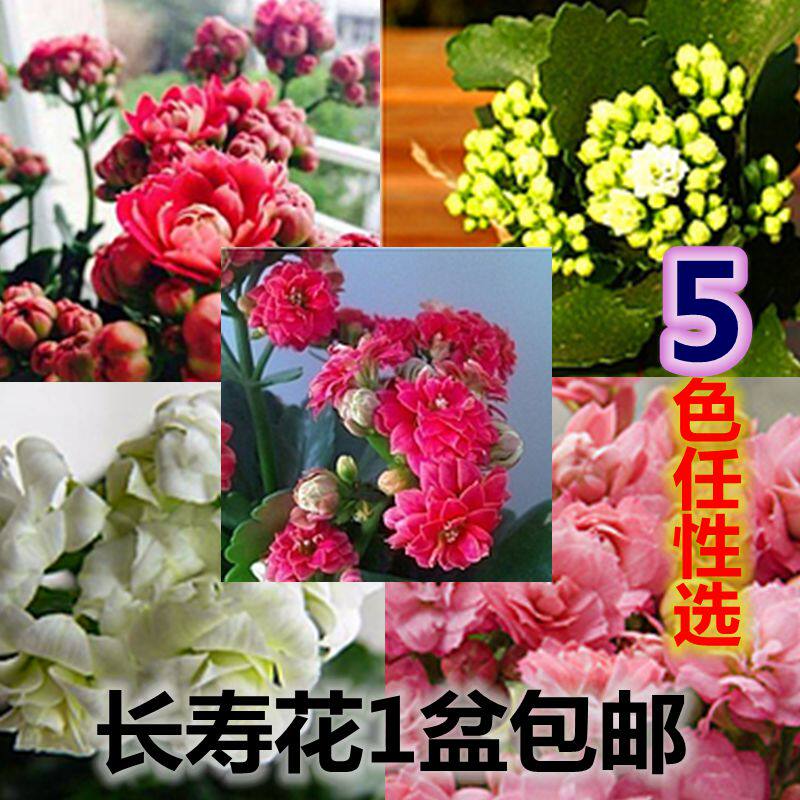 重瓣长寿花盆栽四季开花客厅桌面植物长寿花带花发货绿植花卉包邮