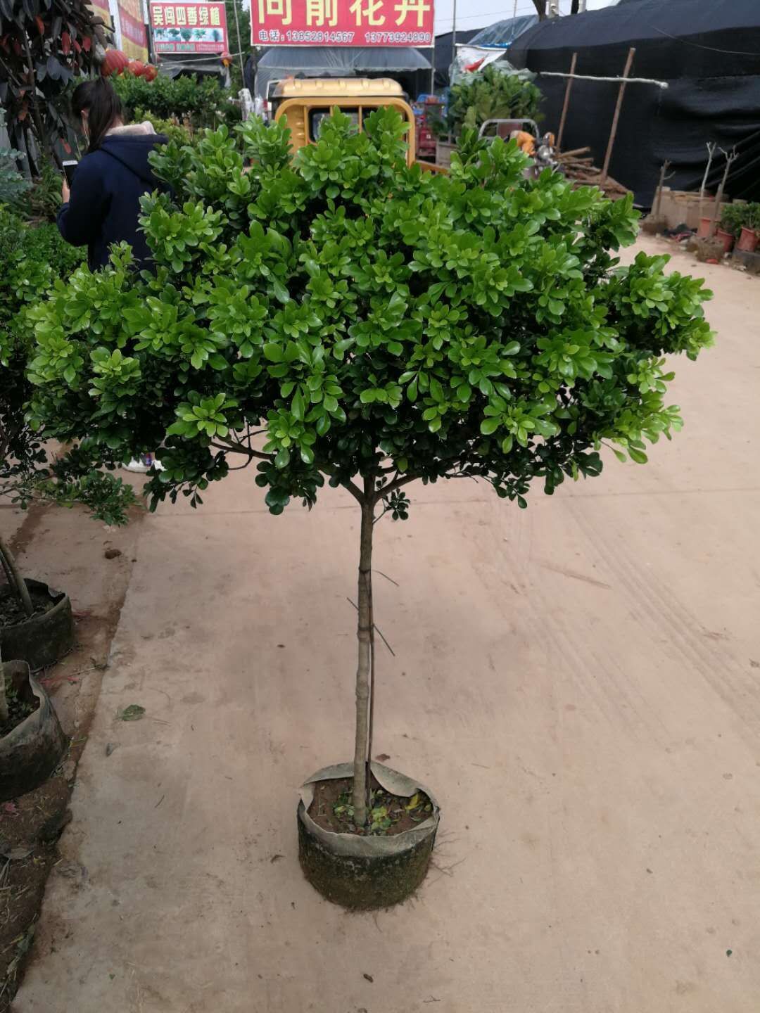 阳台开花植物 米兰花驱蚊子 四季常青花卉室内客厅绿植盆栽苗包邮