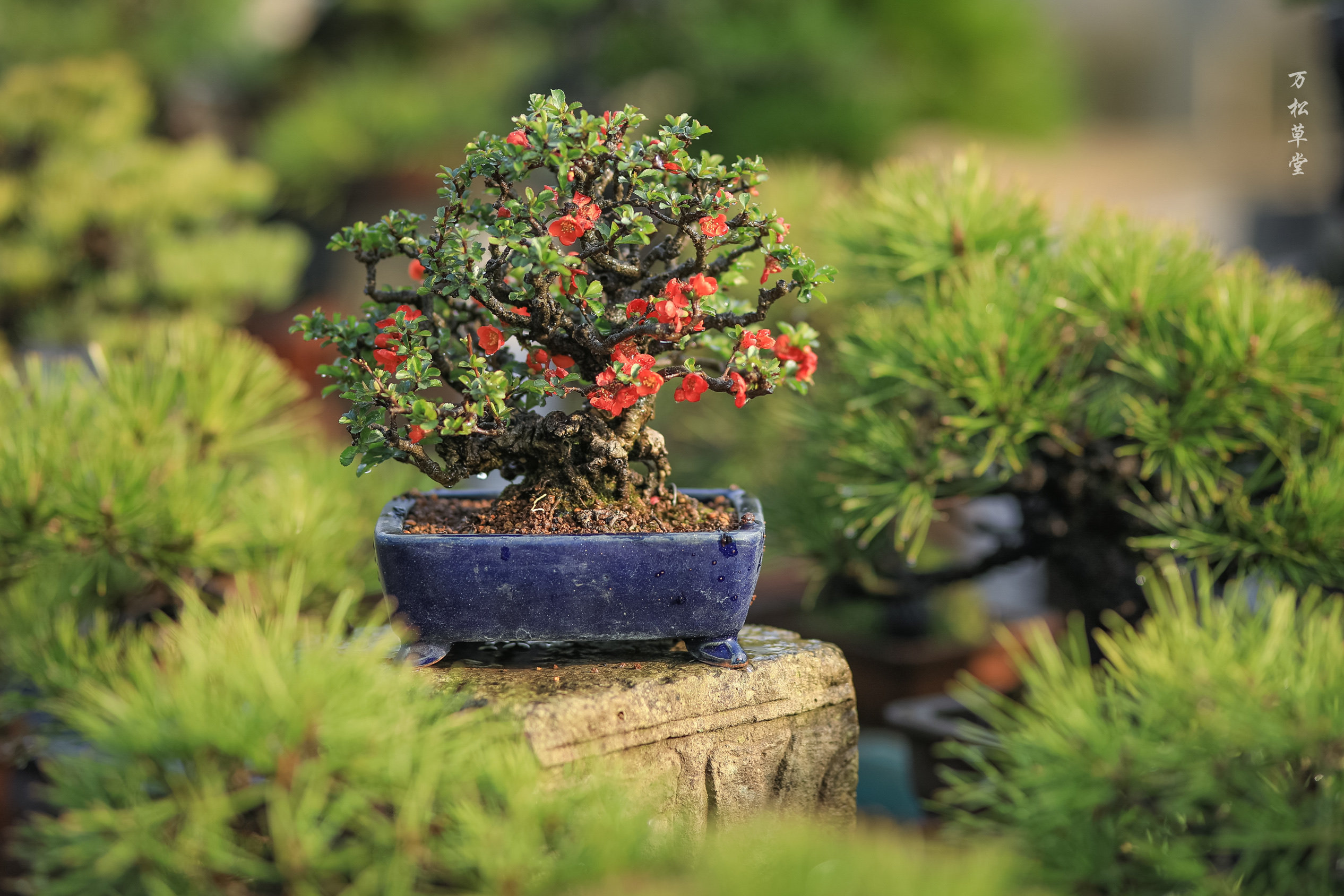 长寿梅盆景红花一号日本进口老桩造型好参展级别