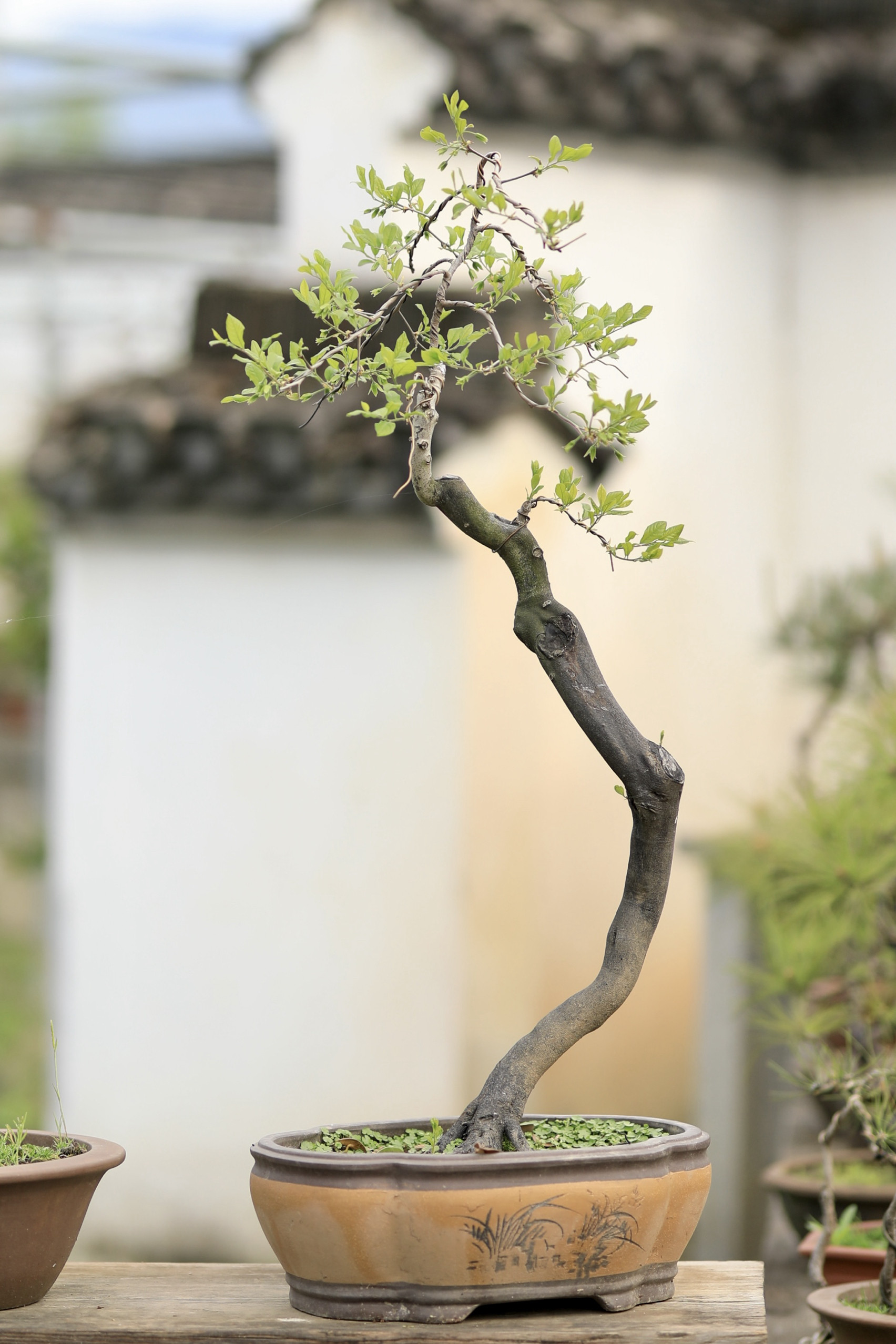 老鸦柿梦之雫高干文人树盆景嫁接非原生带盆栽好顺丰包邮