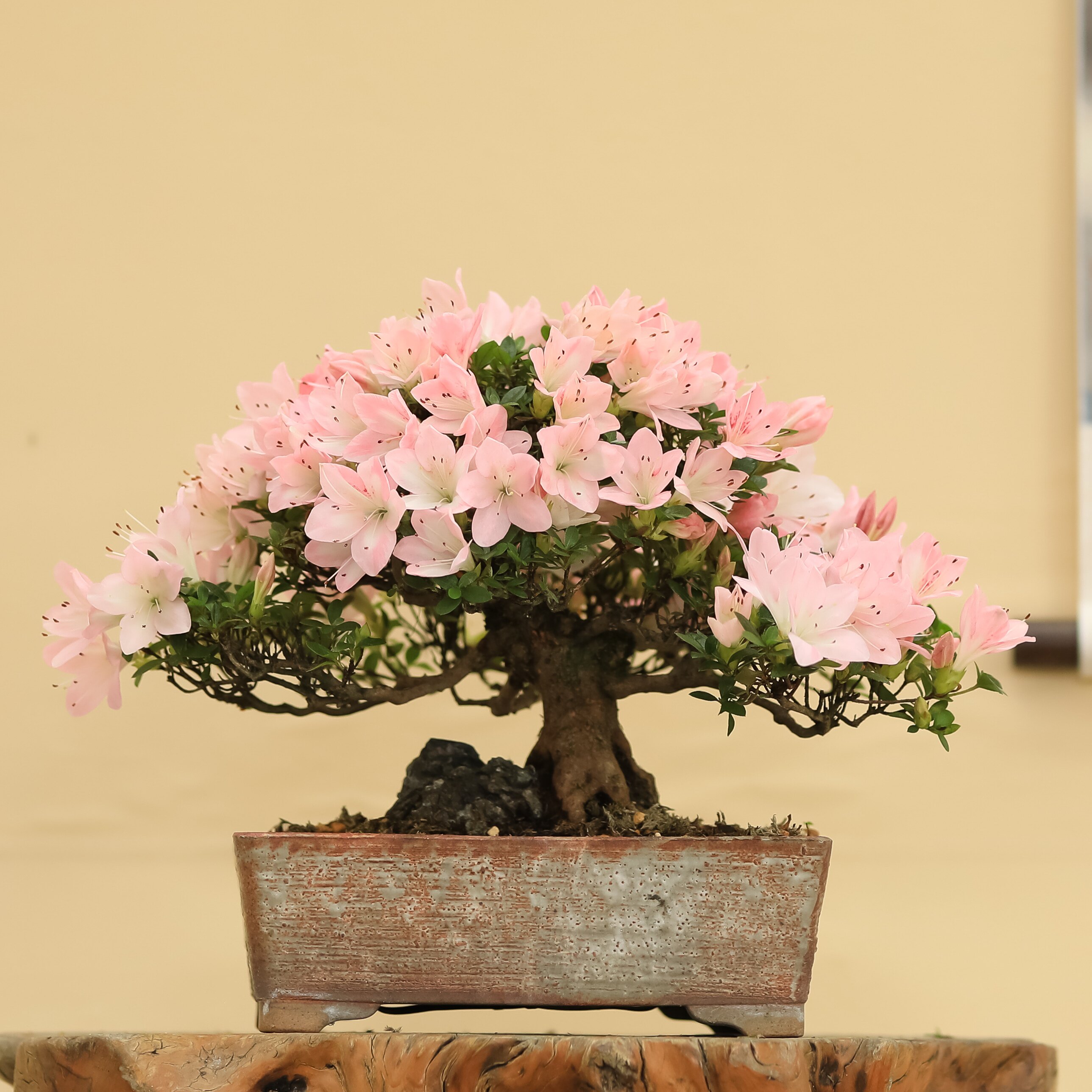 日本皋月杜鹃花莲光夏鹃5月开花小清新花色附石大树型带盆栽好