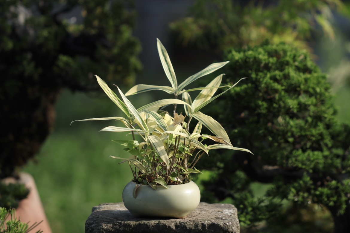 小竹子山野草小盆栽桌面绿植可爱适合新手 鲜花速递/花卉仿真/绿植园艺 造型盆景 原图主图