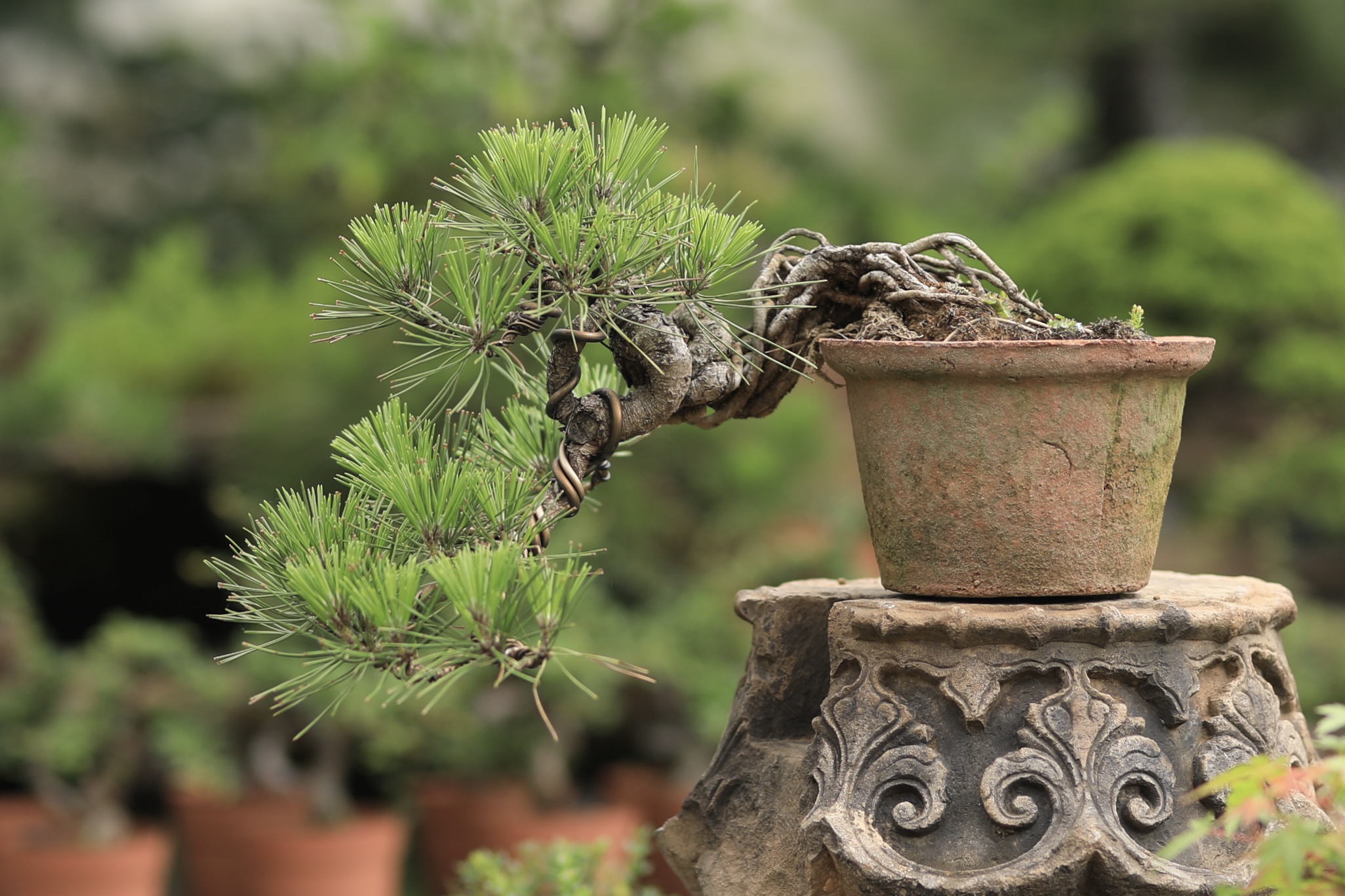 黑松盆景悬崖造型提根已根代干好养活