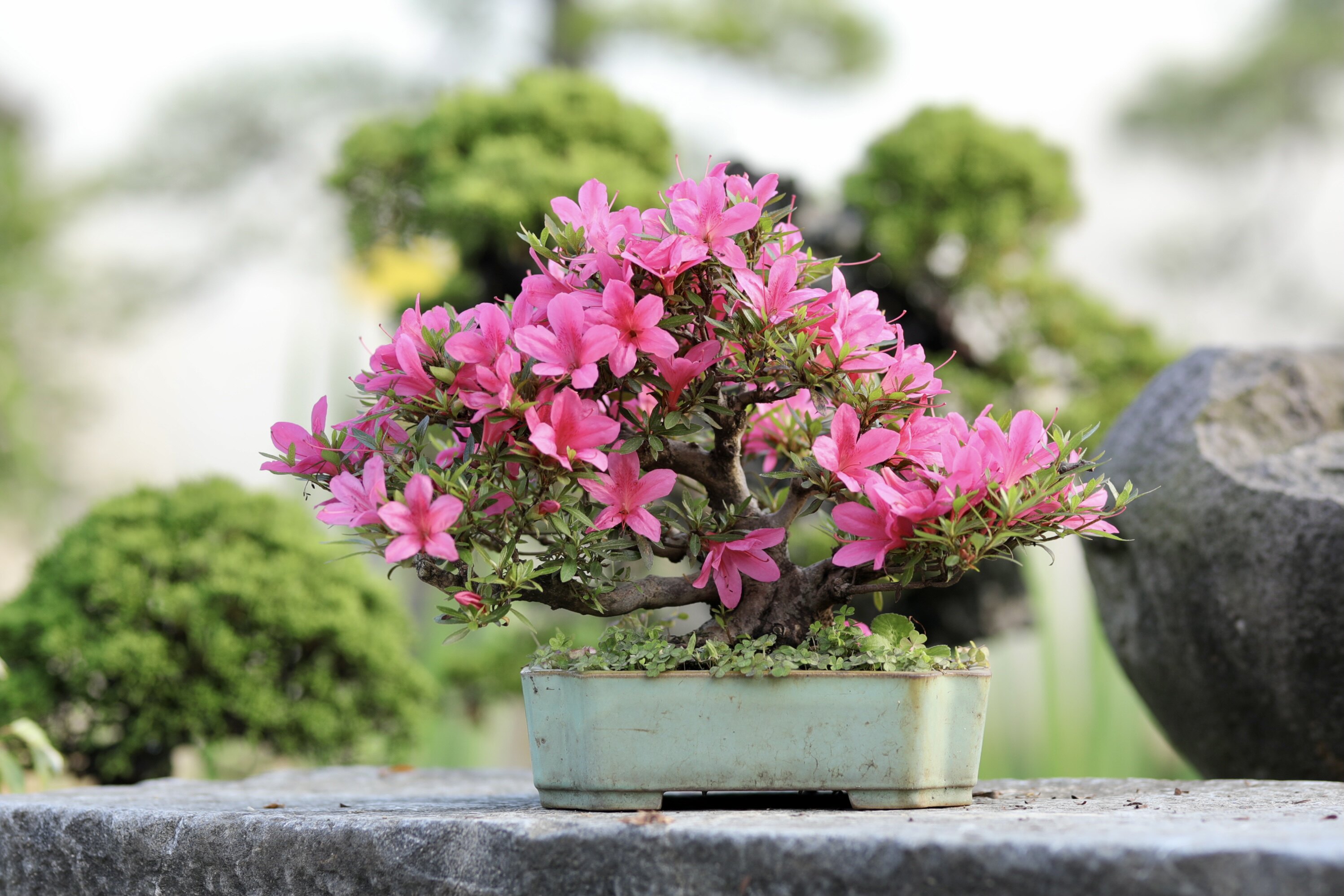 光琳日本皋月杜鹃花色如图原盆进口5月开花带盆栽好顺丰包邮