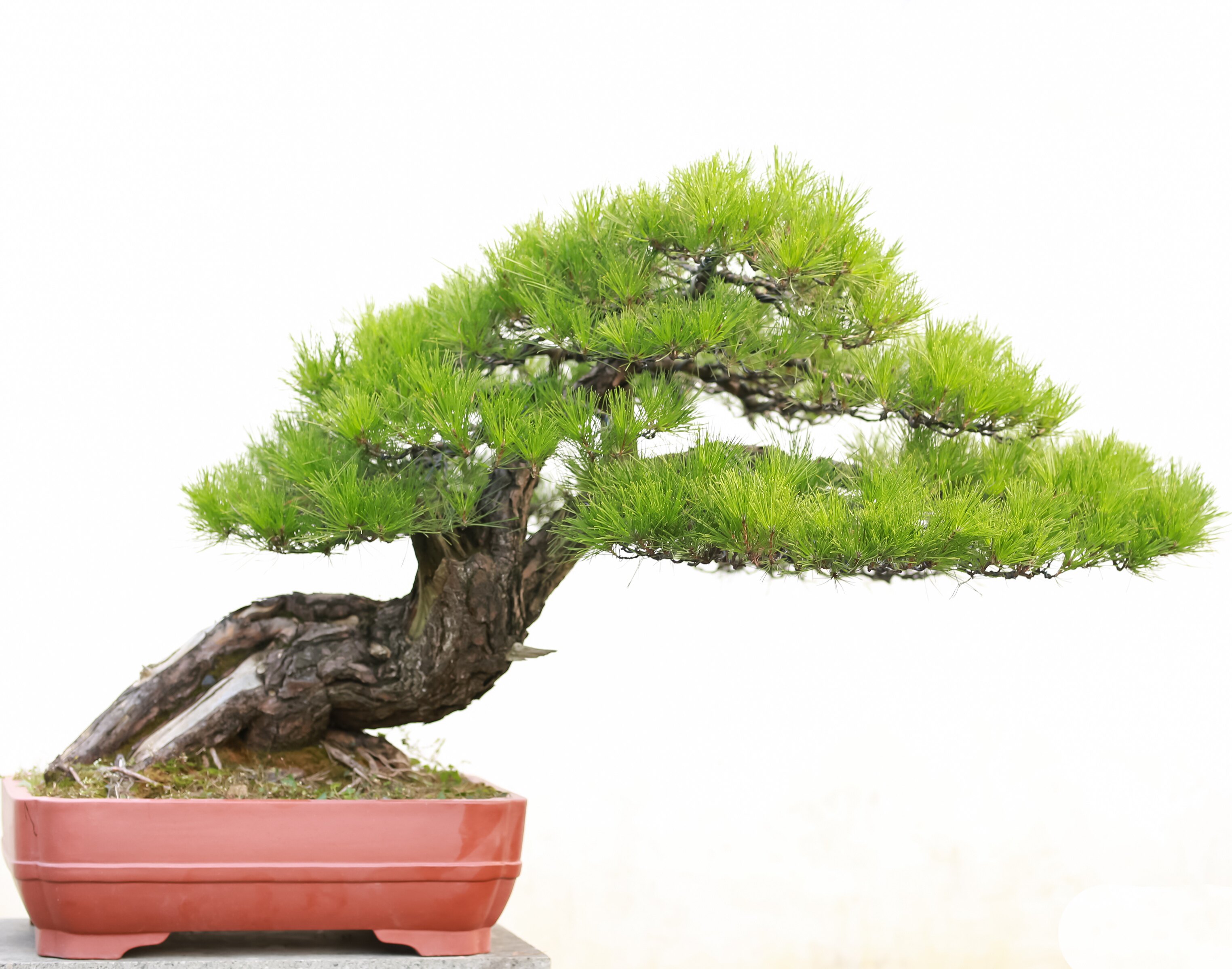 黄山松盆景精品大型庭院摆放展品级收藏级万松草堂
