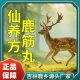 易吸收 高浓缩 真材实料 梅花鹿鹿筋 仙养方鹿筋丸全新升级版