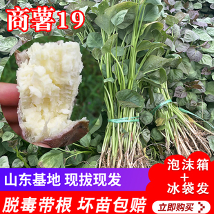 烟薯25号苗蜜番薯地瓜玛莎莉西瓜哈密紫薯黄心淀粉山东红芽子秧种