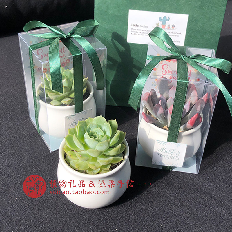 伴手礼植物礼品个性成品发货定制