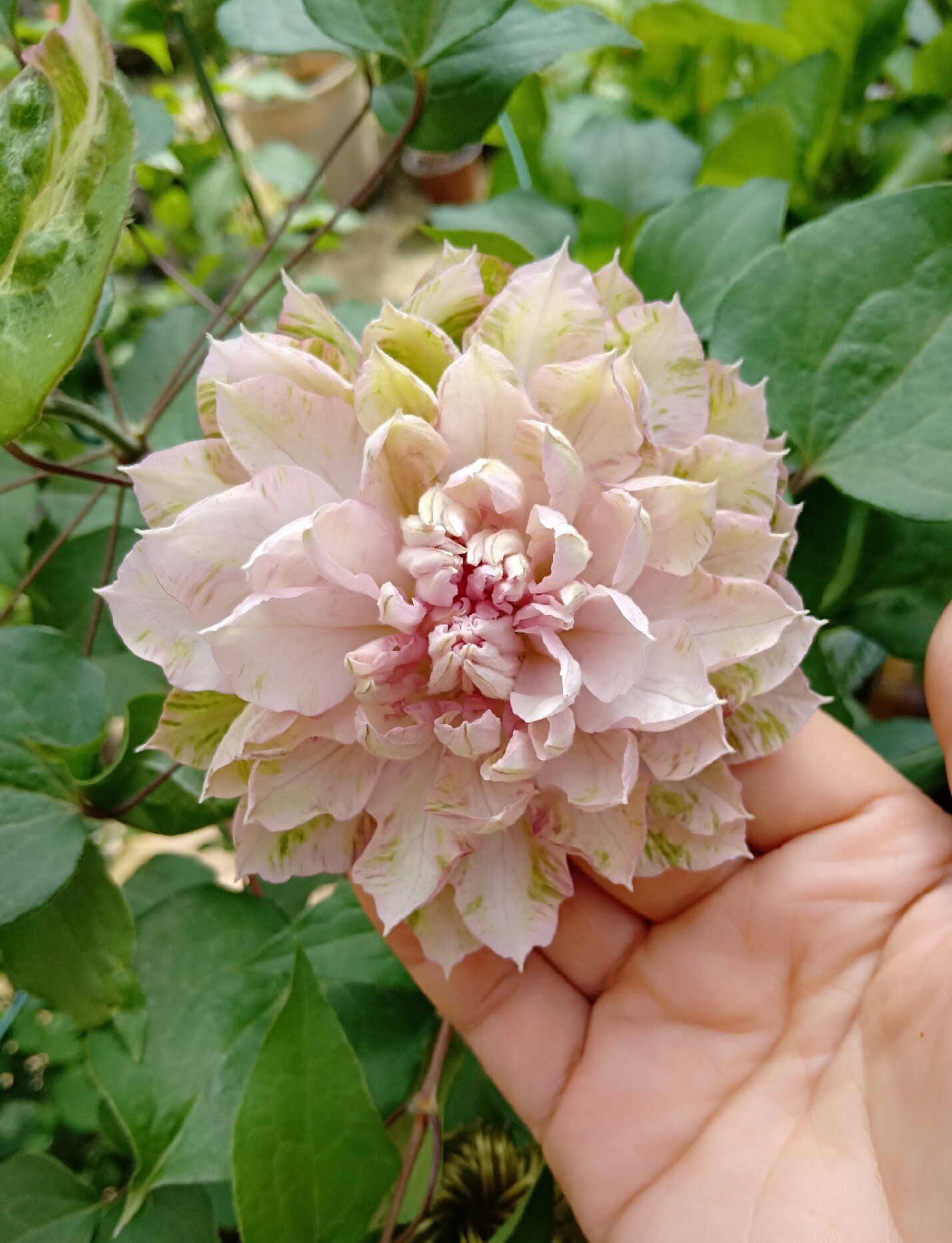 春姬日系铁线莲阳台盆栽庭院耐热抗寒攀爬藤绿植物花卉