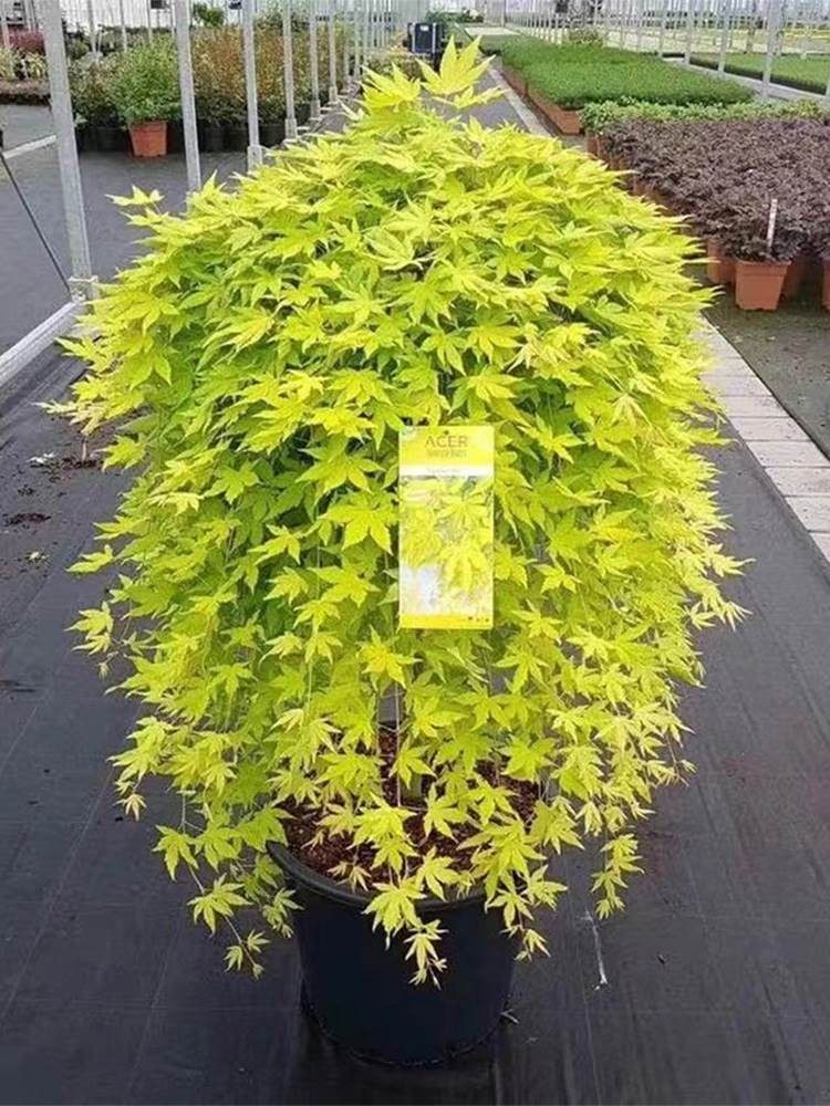 黄金流泉枫树日本红枫瀑布垂枝进口庭院花园植物树苗室内盆栽盆景