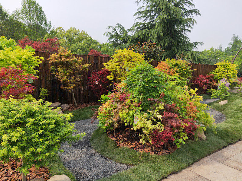 日本枫树进口园艺红枫名贵新品花园庭院阳台绿植盆栽植物