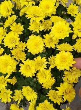 贡菊食用黄色杭菊可泡茶菊花苗