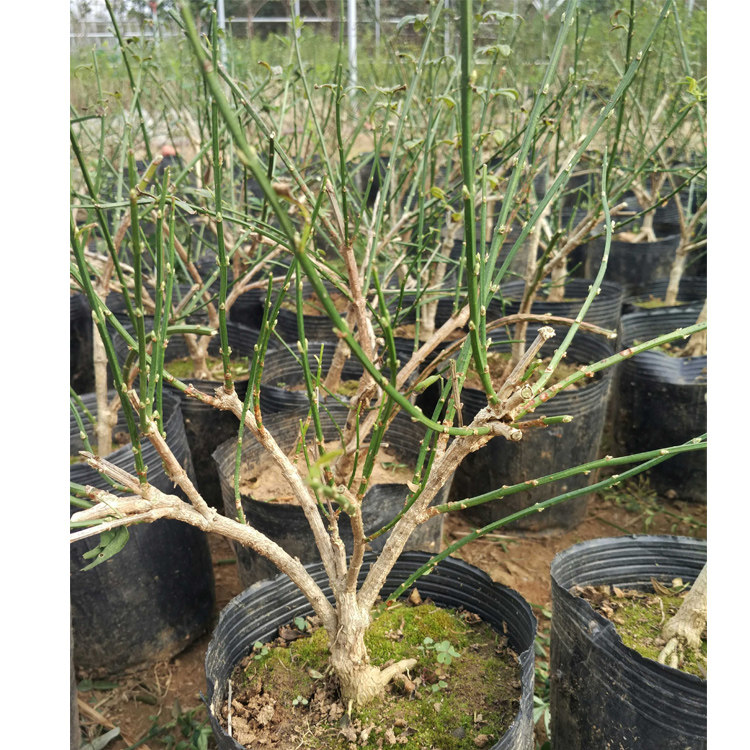 迎春苗迎春盆栽小盆景绿植花卉