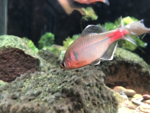 耐活原生溪流鱼不加温冷水鱼 好养 红腹白边鳑鮍小型观赏鱼 淡水