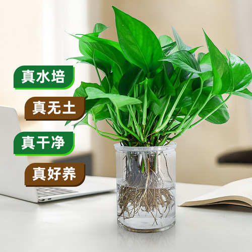 水培植物绿萝盆栽室内客厅办公室
