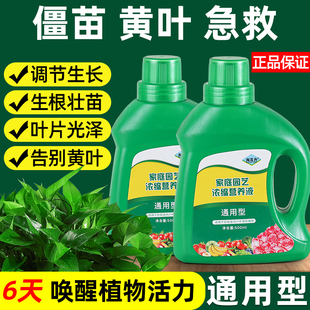 植物营养液花卉蔬菜通用绿萝发财树水培花卉植物肥料营养土绿叶肥