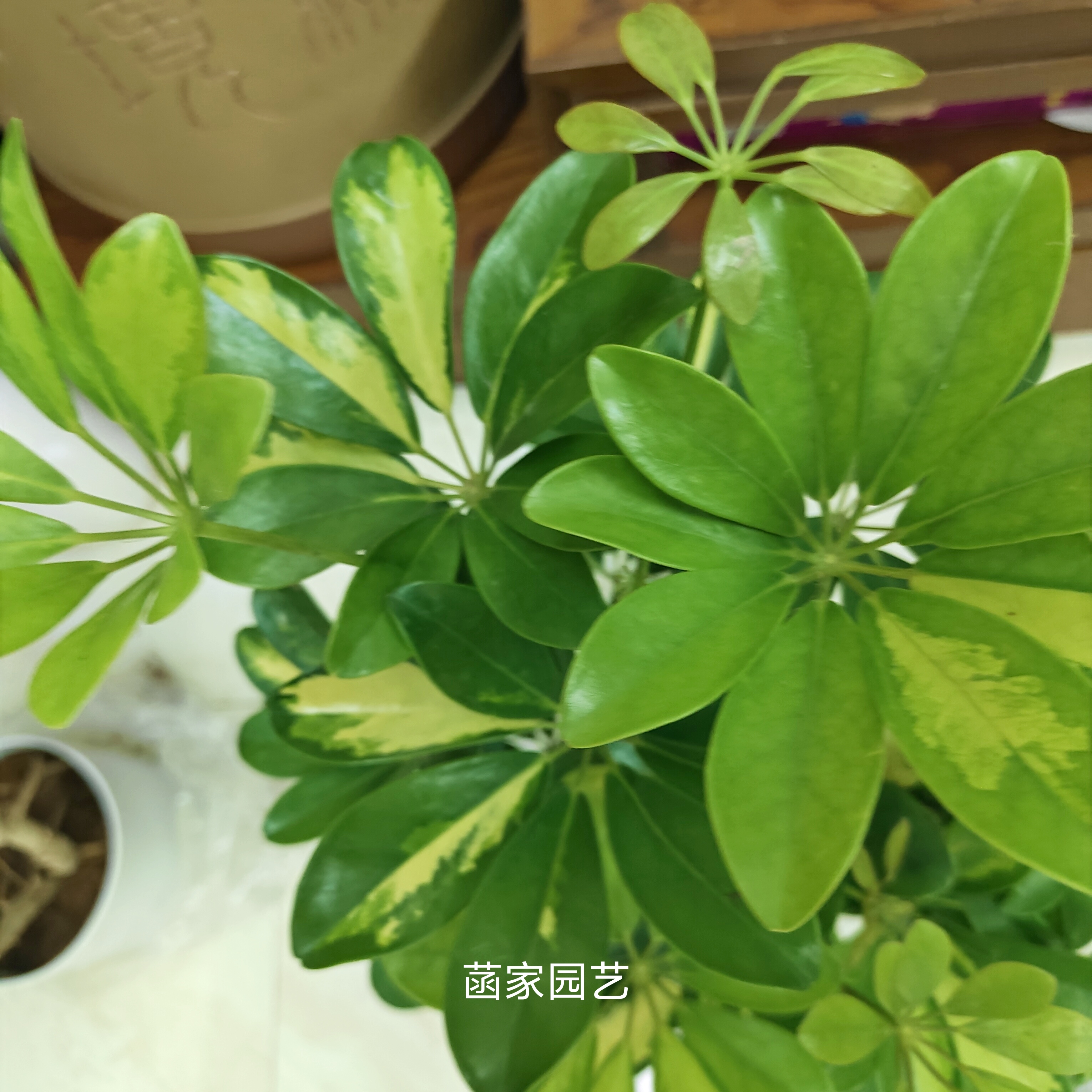 黄金鸭脚木 彩叶室内植物 室内绿植四季常青植物 七叶莲鹅掌柴