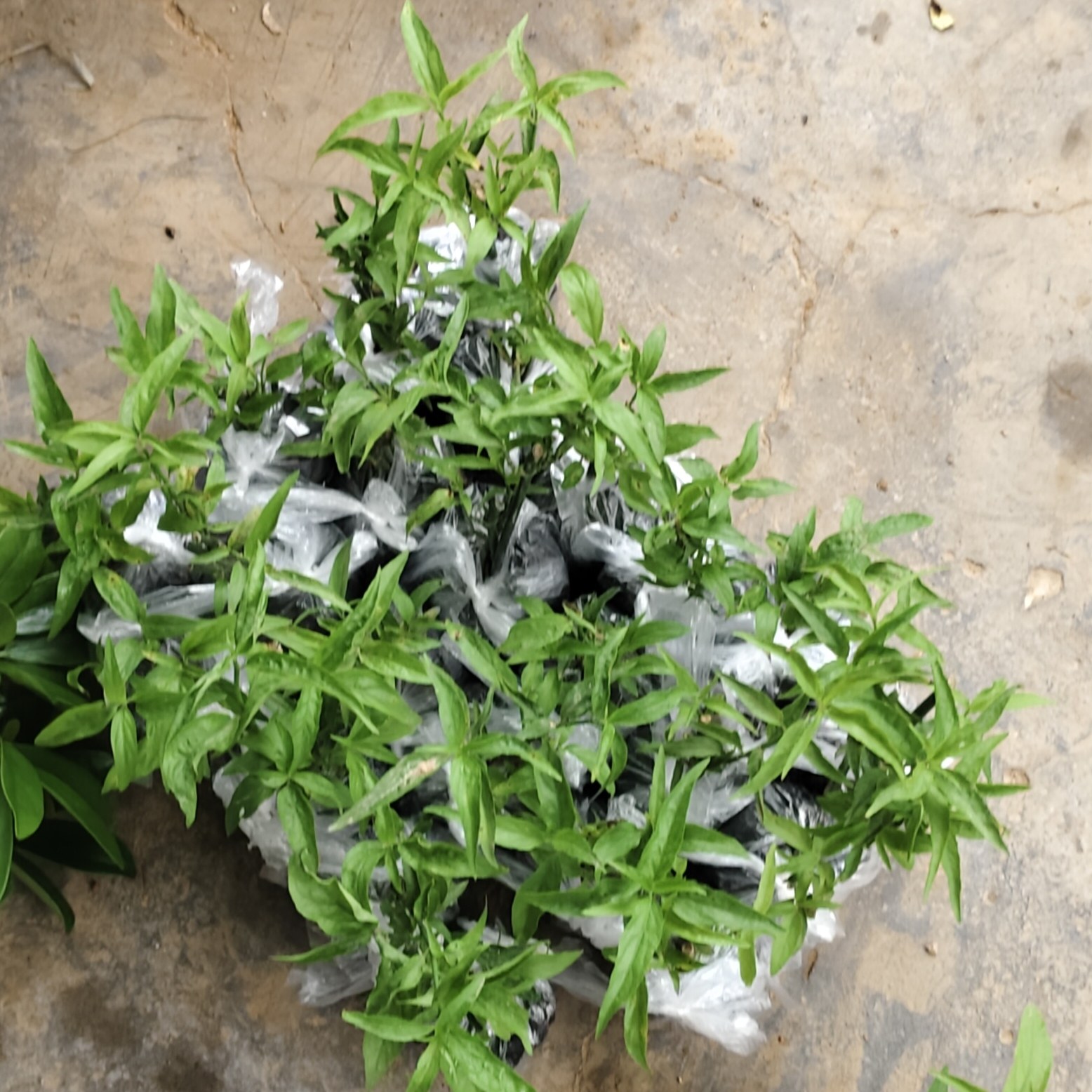 忧遁草种植苗 鳄嘴花种植苗 黎造型盆景