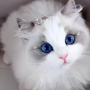 纯种布偶猫幼猫蓝双海双赛级血统宠物猫长毛布偶幼崽仙女猫活物