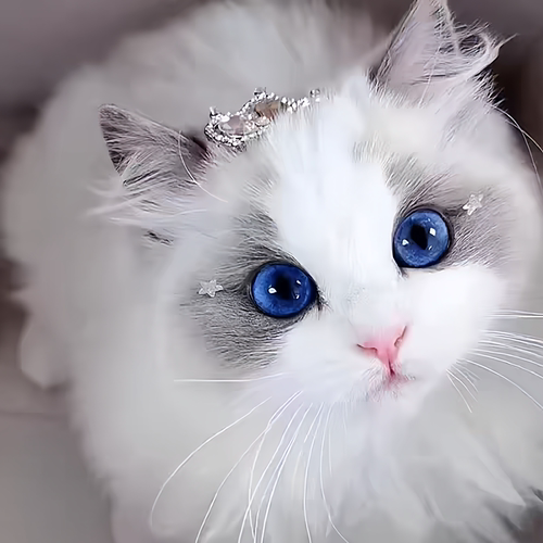 纯种布偶猫幼猫蓝双海双赛级血统宠物猫长毛布偶幼崽仙女猫活物