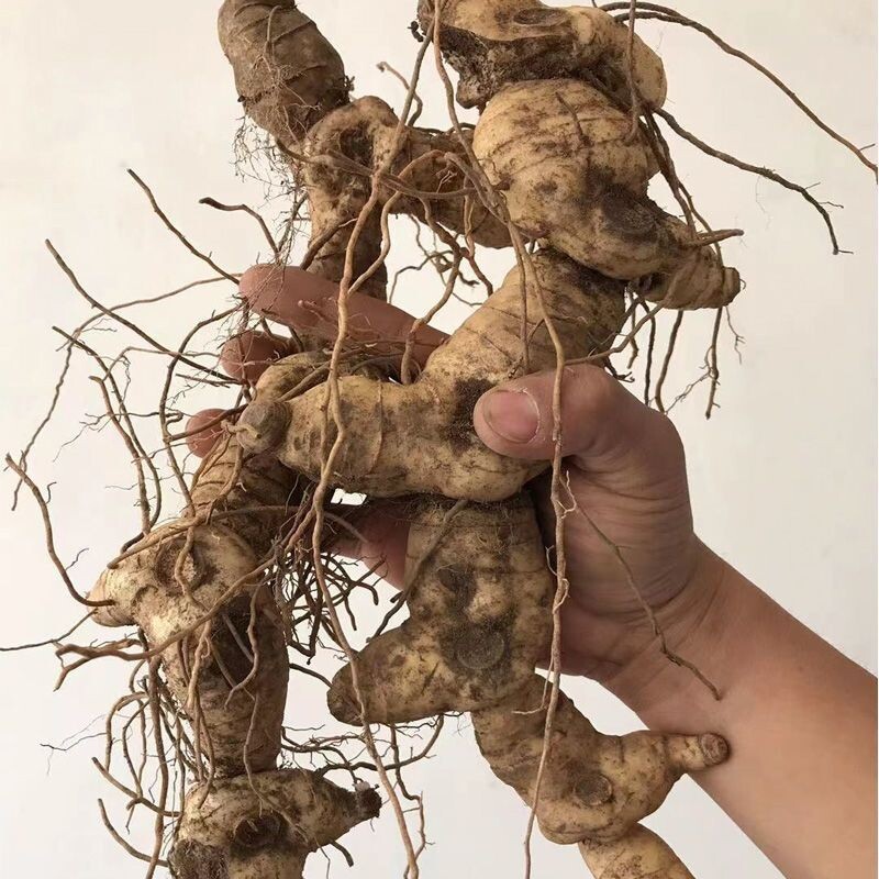 新鲜黄精笔管菜鲜黄精老虎姜野生黄精野生鸡头黄精滋补品泡酒泡茶
