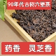 90年代正品 老树六堡茶百年古树老茶叶药香灵芝香陈香散茶黑茶500g