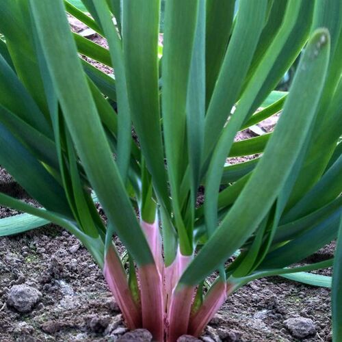 韭菜根苗紫根韭菜根 韭菜根宽叶四季红根大叶现挖韭菜根