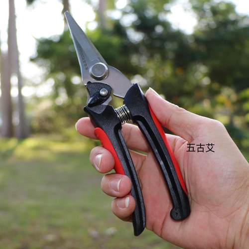 不锈钢直嘴修枝采果剪刀桔子摘果剪子盆景园艺花艺多功能修枝剪刀