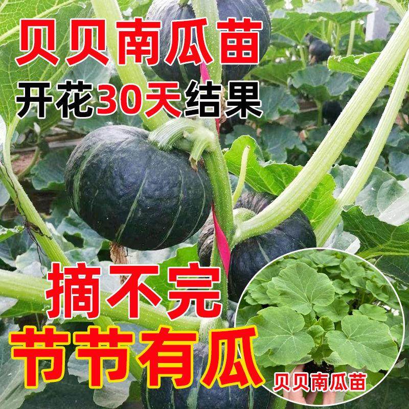 绿贝贝南瓜苗秧子板栗味小南瓜种孑籽蜜本菜苗正宗高产蔬菜苗大全,鲜花速递/花卉仿真/绿植园艺,土壤覆盖物,淘宝优惠券,粉丝福利购,淘宝优惠卷