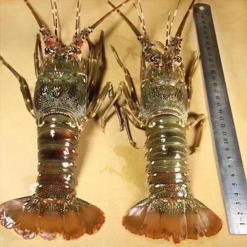 东山岛海鲜 龙虾 小青龙 一斤冻虾