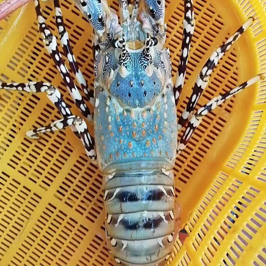 东山岛海鲜 花龙 龙虾 一只2斤以上