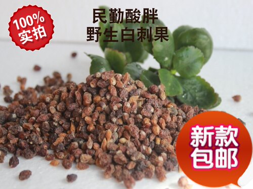 甘肃民勤特产 野生白刺果 酸胖 2025沙漠养生茶泡酒 沙漠樱桃500g