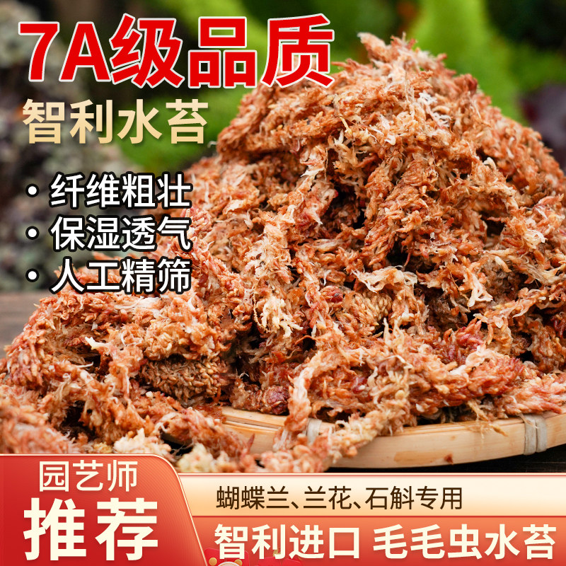 智利蝴蝶兰保湿毛毛虫水苔