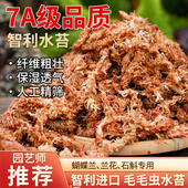 智利进口水苔毛毛虫水苔藓兰花土食虫植物乌龟冬眠蝴蝶兰保湿