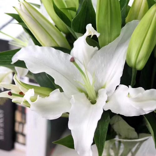 百合鲜切花婚庆节日家居水养包邮