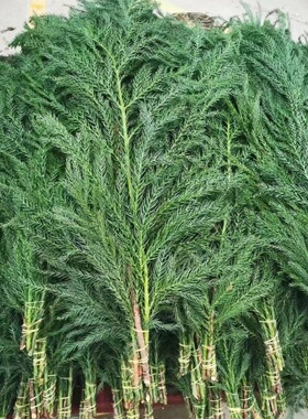 新鲜天竺少女鲜切枝圣诞树花材花环圣诞松水培植物超长待机3-5枝