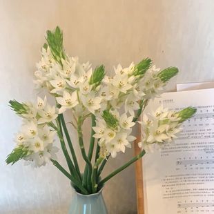 雀梅花天鹅绒鲜切花水养花材办公室内客厅耐养水培插花基地直发