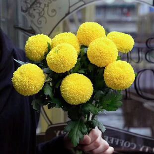 乒乓菊绿毛球清新鲜切花水养儿童节装饰礼物客厅室内插花基地直发
