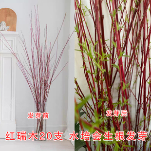 红瑞木红柳鲜切干枝水养泡水发芽植物年宵花室内装饰云南昆明包邮