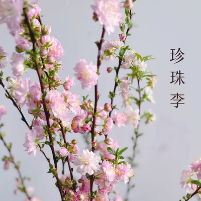 粉色珍珠李重瓣樱花鲜切水养水培花卉绿植客餐厅插花枝条昆明直发