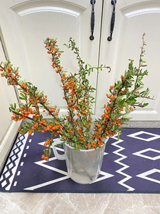 火棘果火把果救军粮鲜切枝花水养年宵花客厅办公室内插花云南包邮