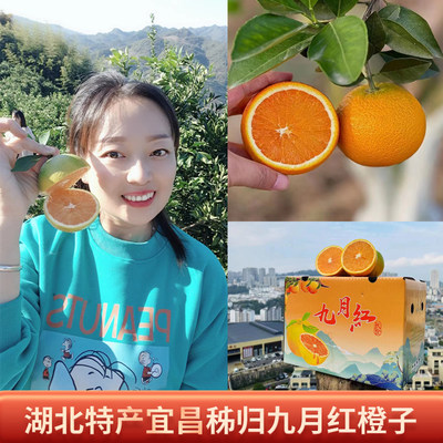 宜昌九月红橙子脐橙9斤装果冻橙